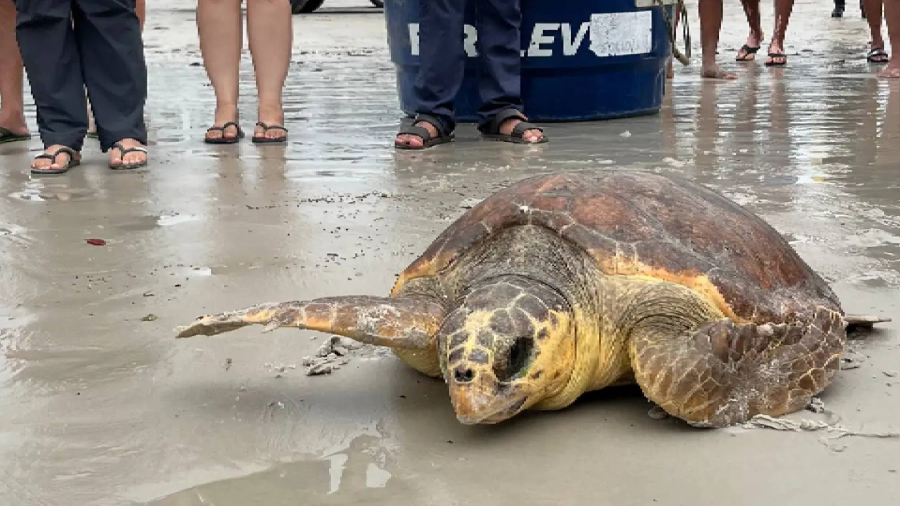 Tartaruga marinha resgatada em Salinópolis, com o apoio do Estado, retorna ao mar no Pará